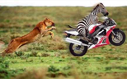 зебра на мотоцикле